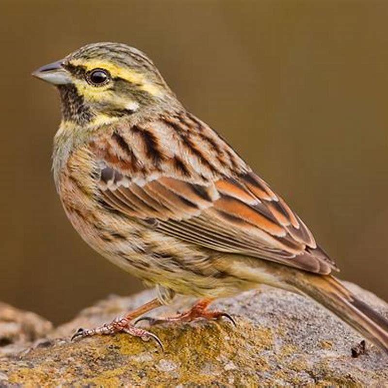 Are buntings sparrows?