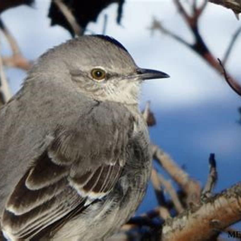 are-mockingbirds-corvids-diy-seattle