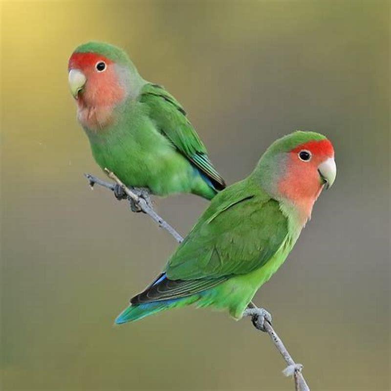Are rosy faced lovebirds loud?