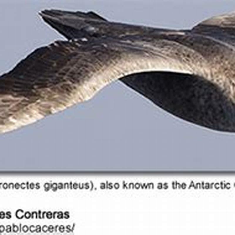 Are sandpipers seabirds?