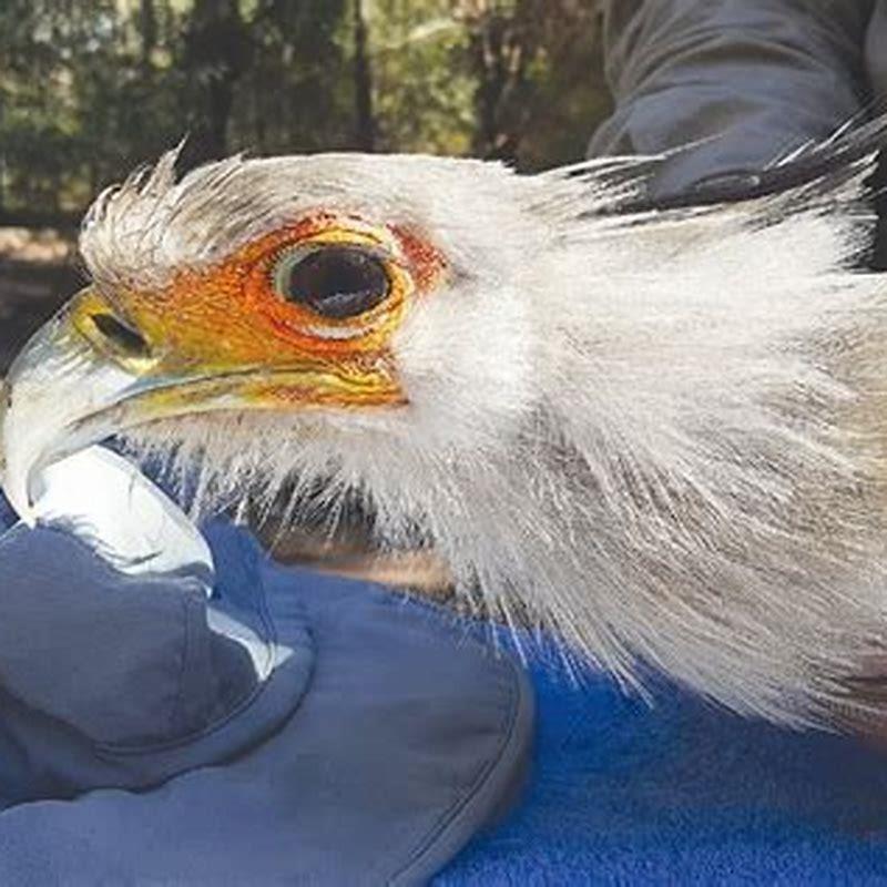Are secretary birds rare?