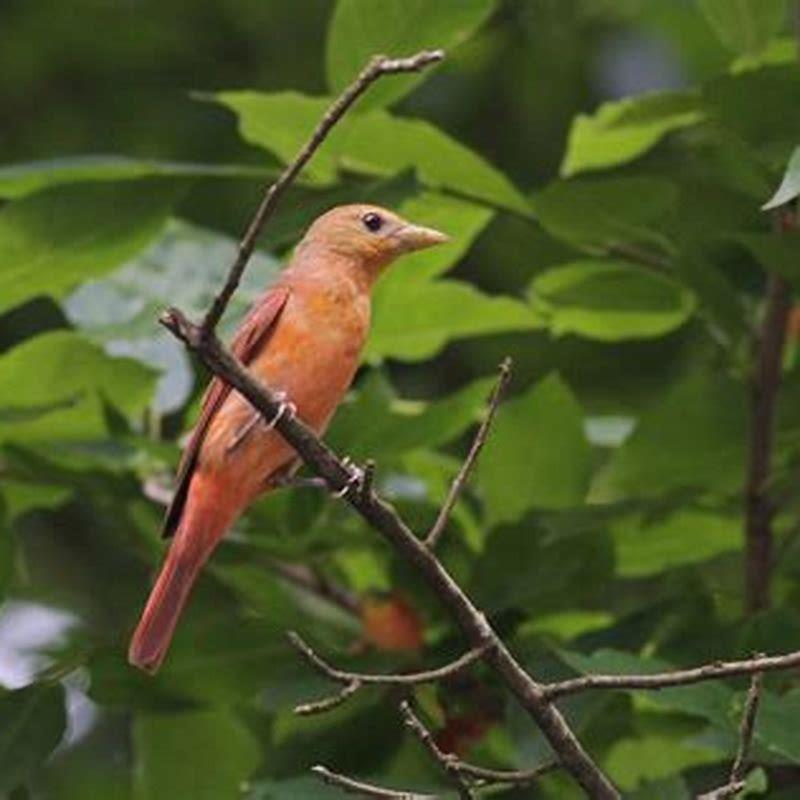 Are tanagers rare?