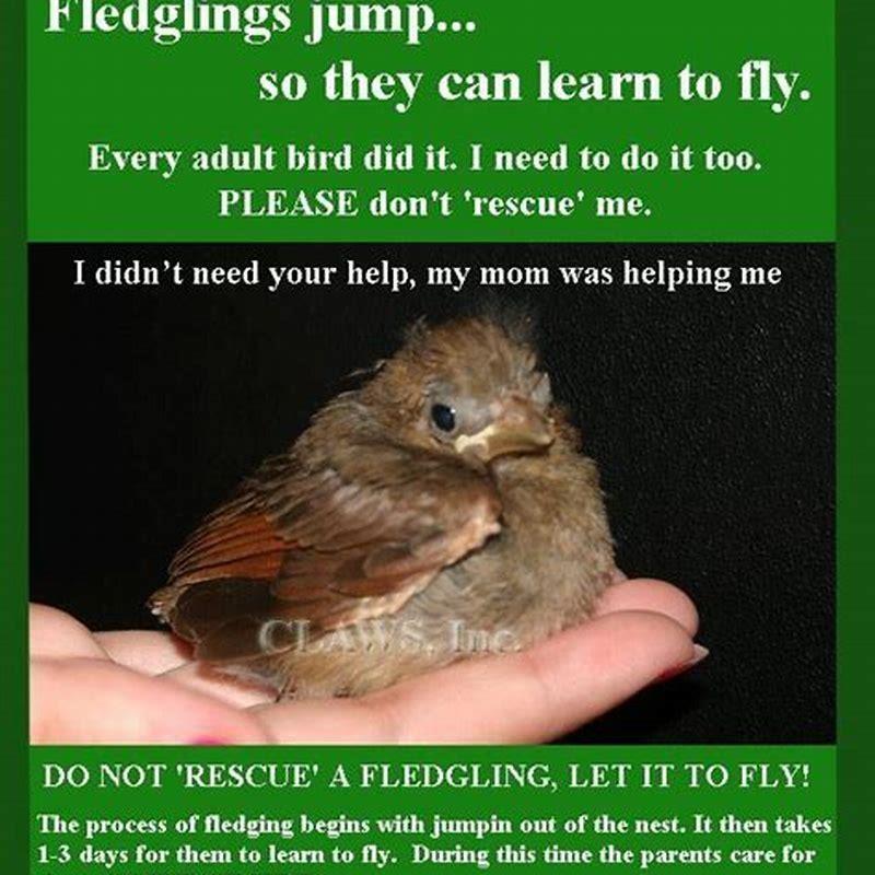 Can baby birds overfeed?