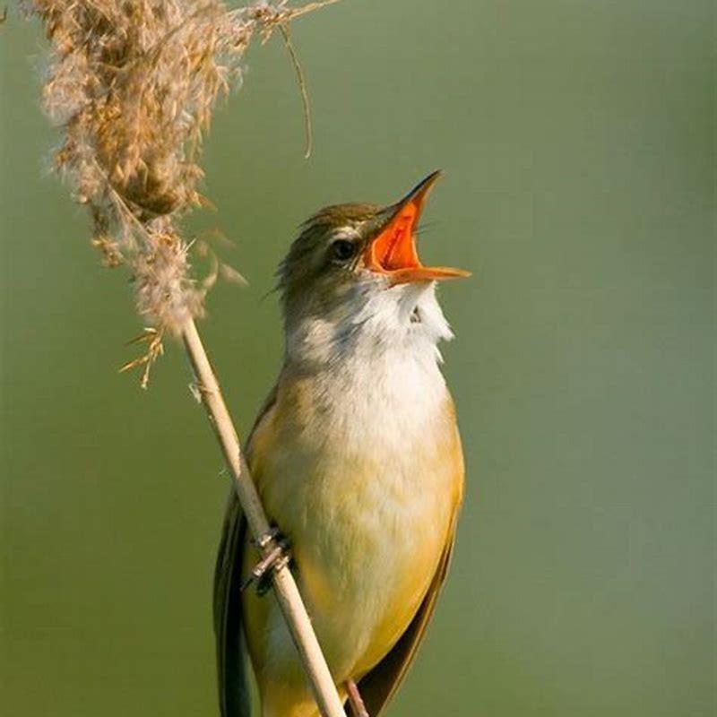 Can birds hear me?