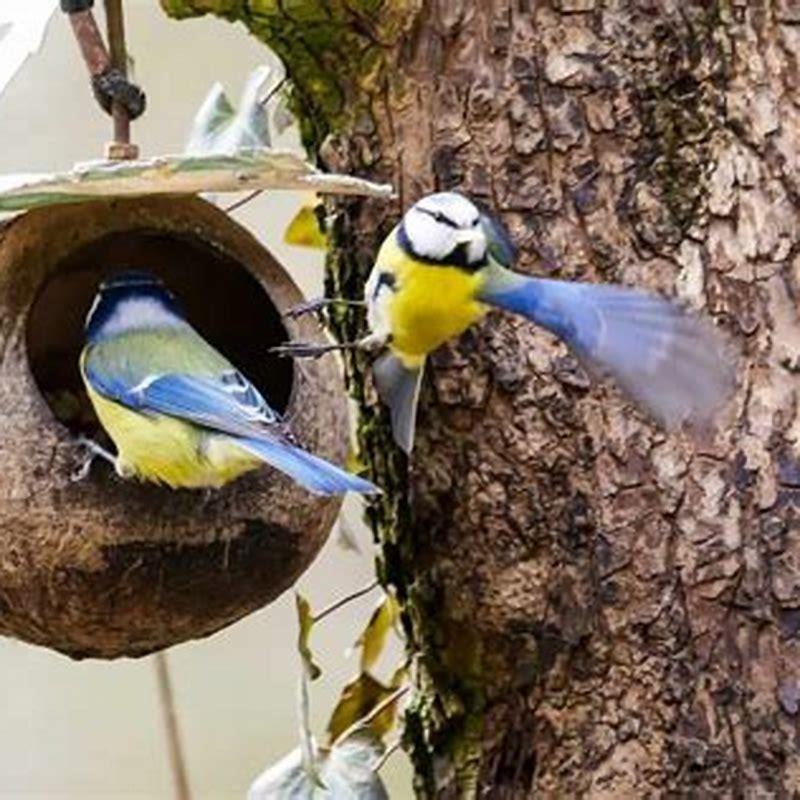 Can you feed rice to wild birds?