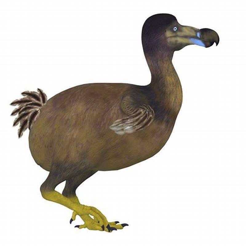 Did dodo birds live in America?