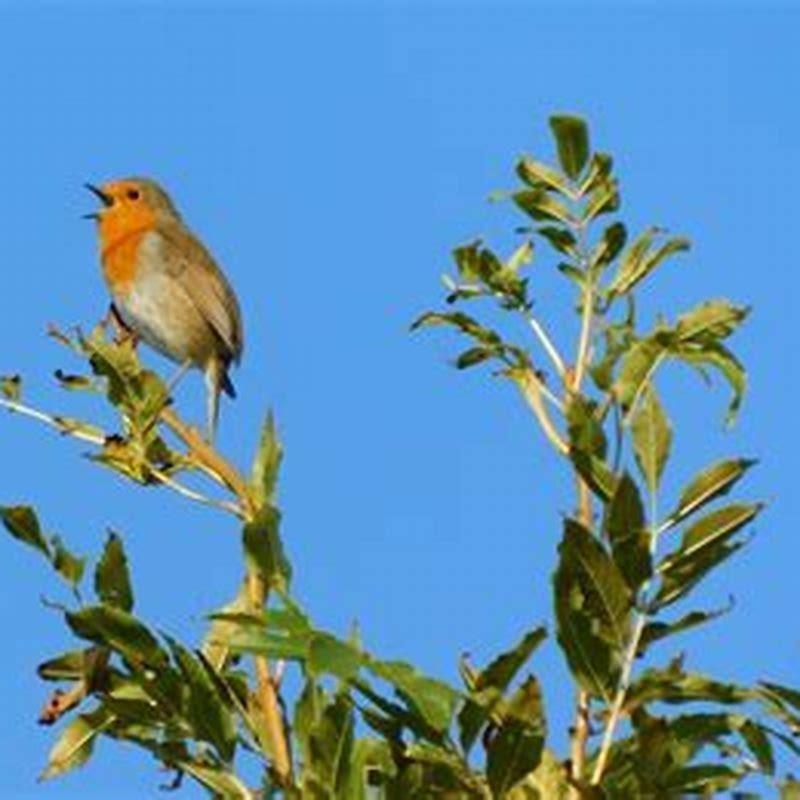 Do birds actually sing?