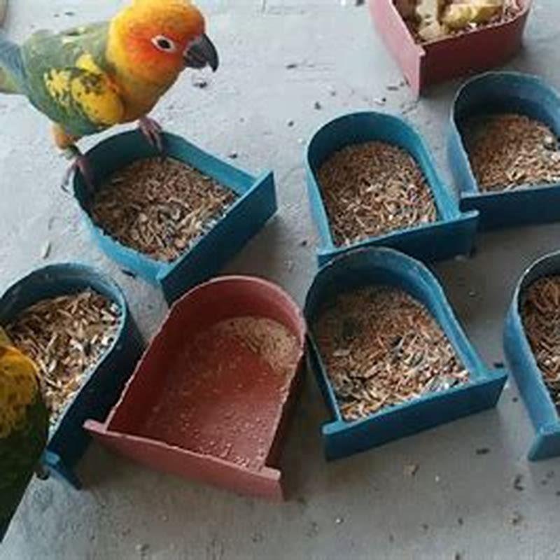 Do birds feed at the same time every day?