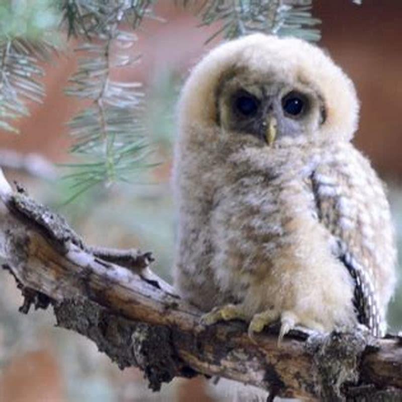 Do birds have babies in the winter?