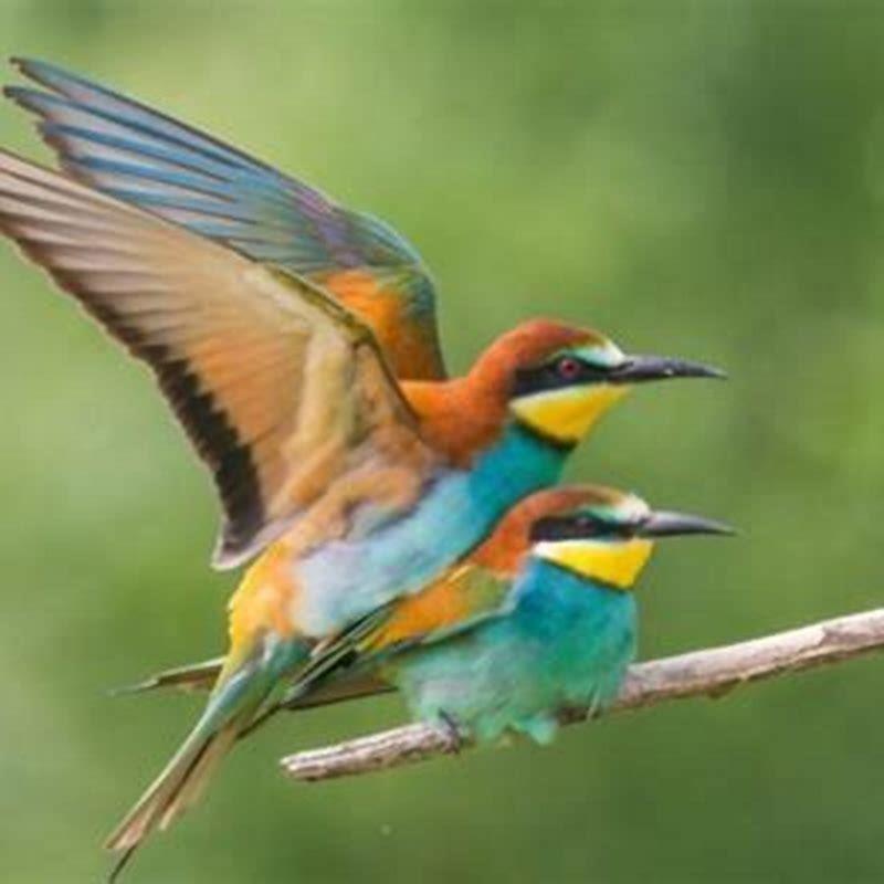 Do birds have mating season?