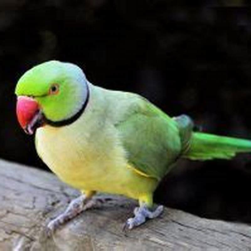 Do birds look pregnant before they lay eggs?