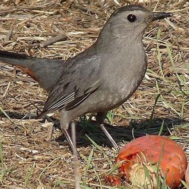 Do Cowbirds Eat Fruit DIY Seattle