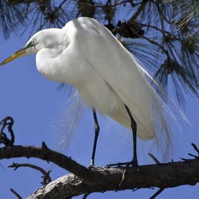Do egrets eat other birds?