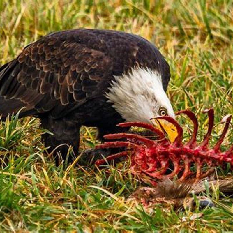 Do falcons eat other birds?