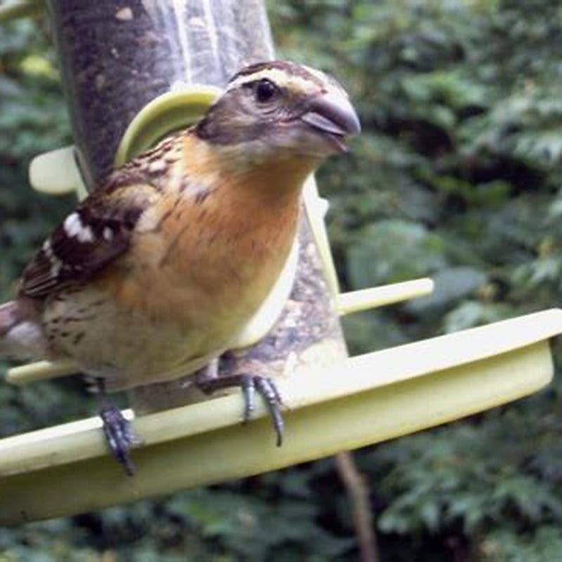 Do grosbeaks eat insects?