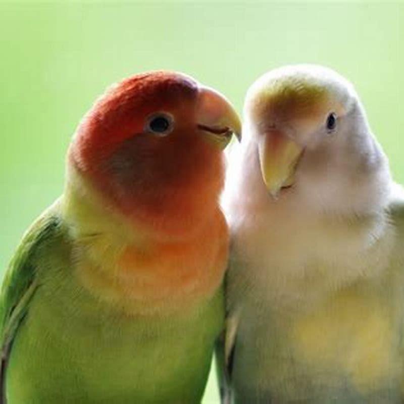 Do lovebirds attack?
