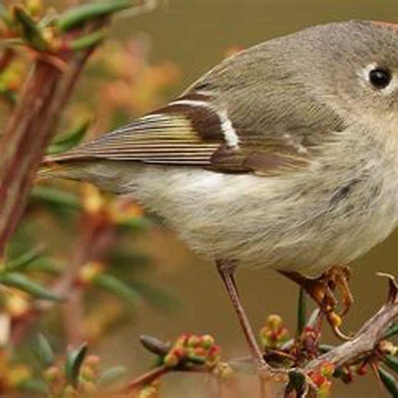 Do ruby-crowned kinglets eat suet?
