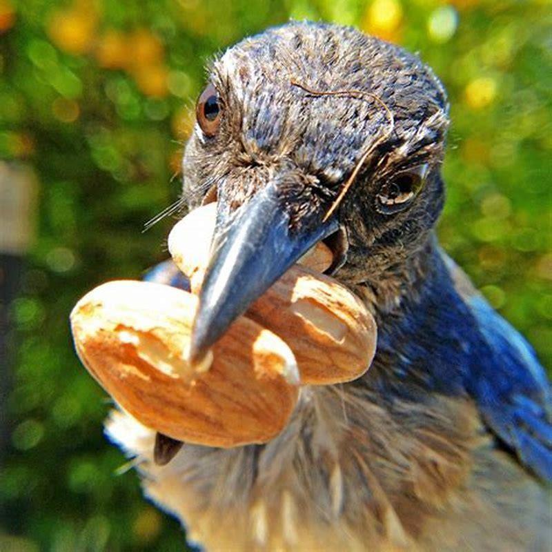 Do sparrows eat unshelled peanuts?
