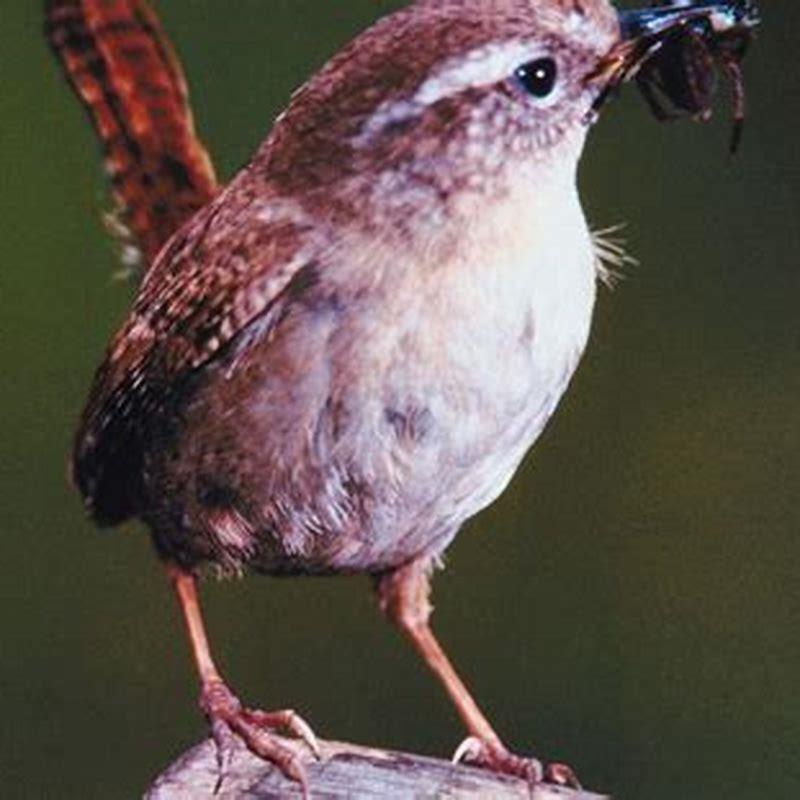 Do Wrens Eat Baby Birds DIY Seattle nerite-snails-care-guide-feeding-and-tank-mates-for-freshwater-aquariums