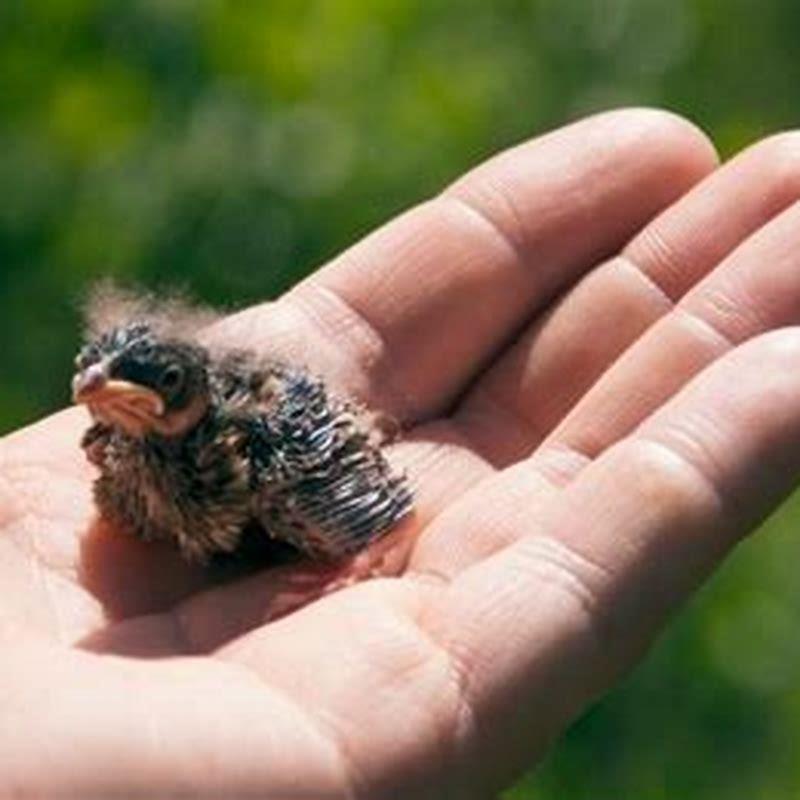 Do you give water to baby birds?