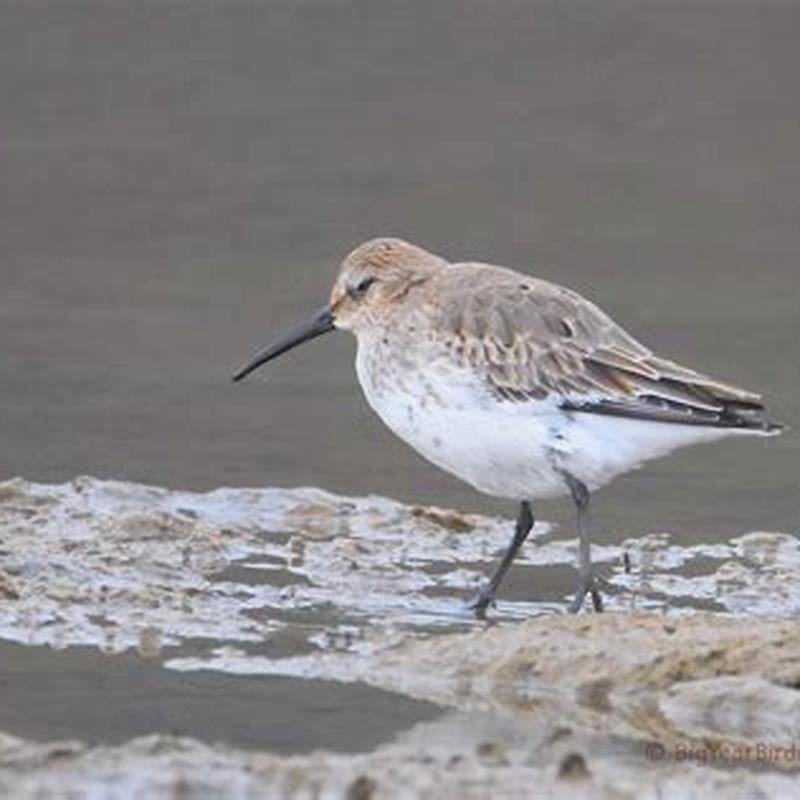 How big is a Dunlin?
