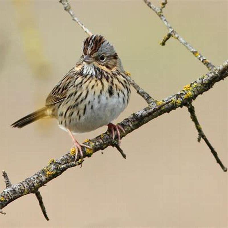 How big is a Lincoln sparrow?