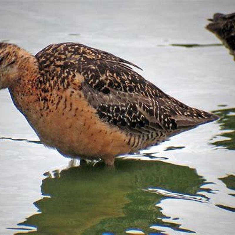 How big is a long-billed dowitcher?