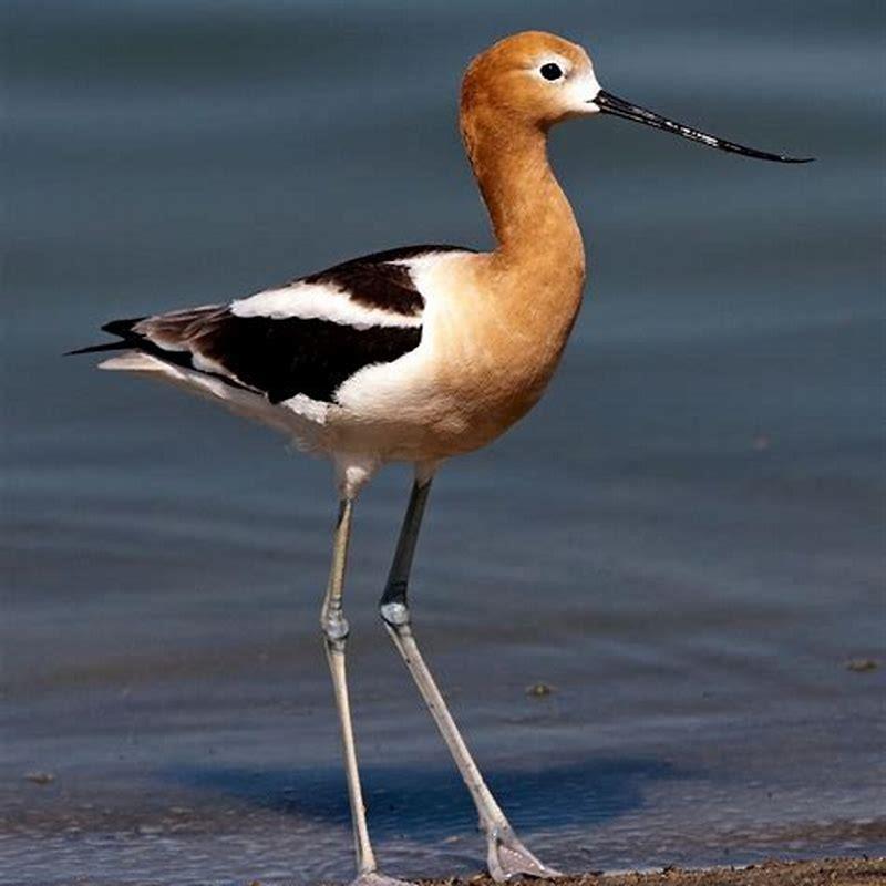 How big is an American avocet?
