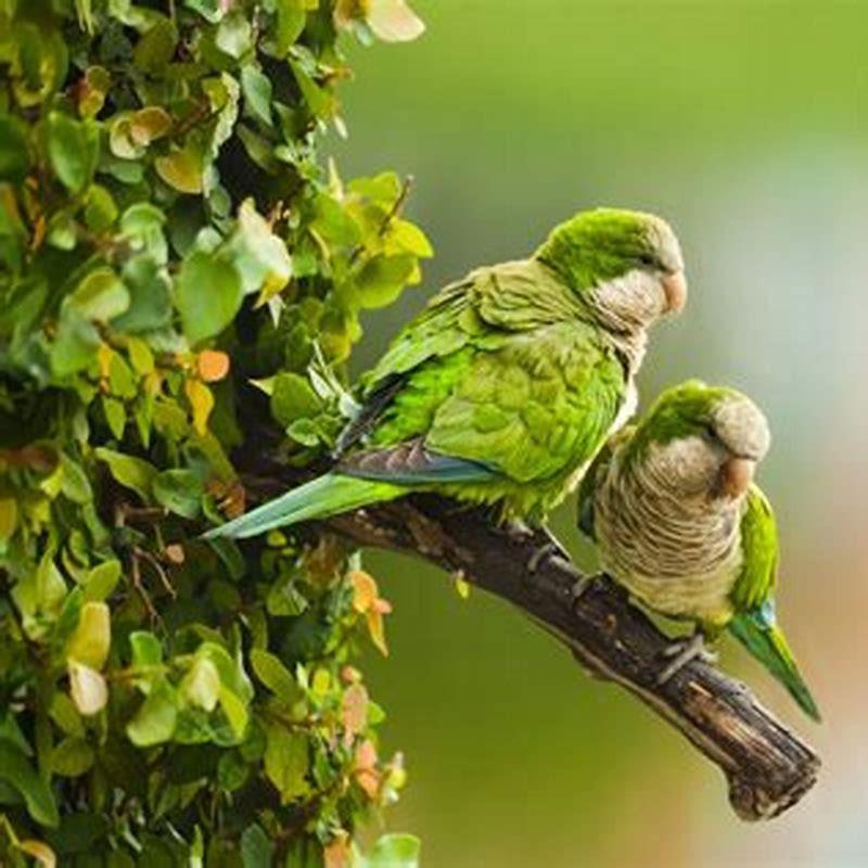 How can birds talk?