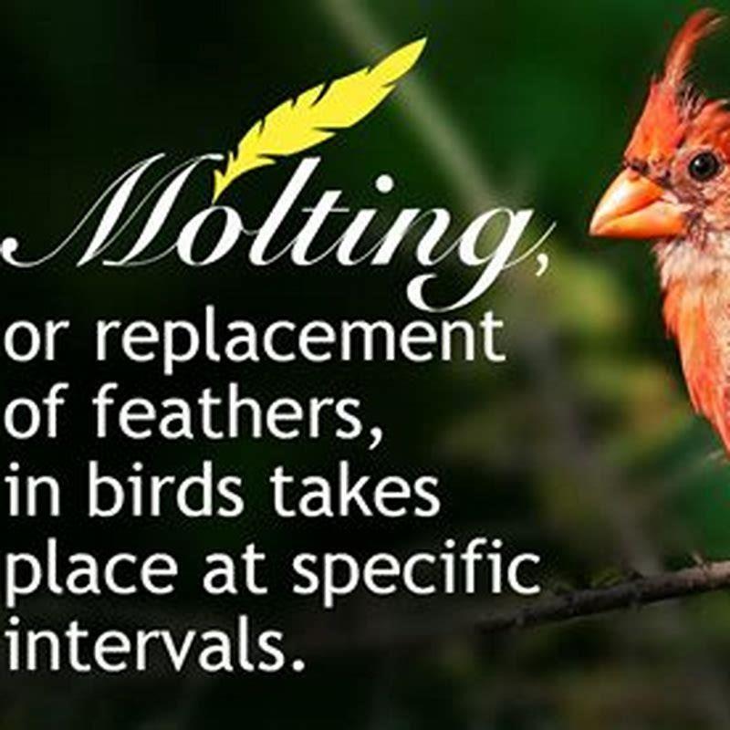 How can I tell if my bird is molting?