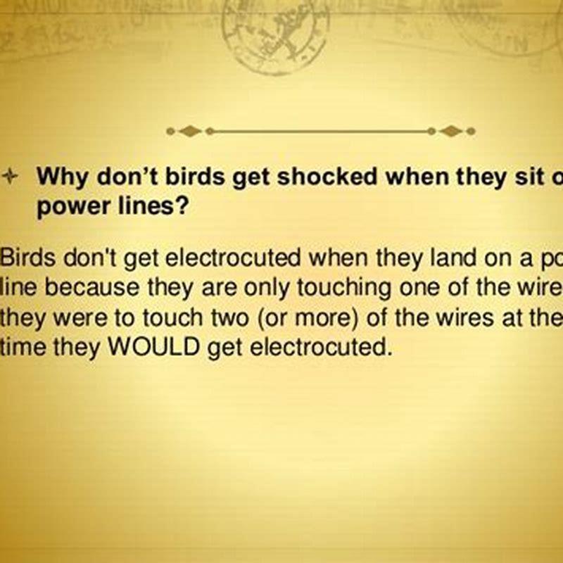 How do birds land on power lines and not get hurt?