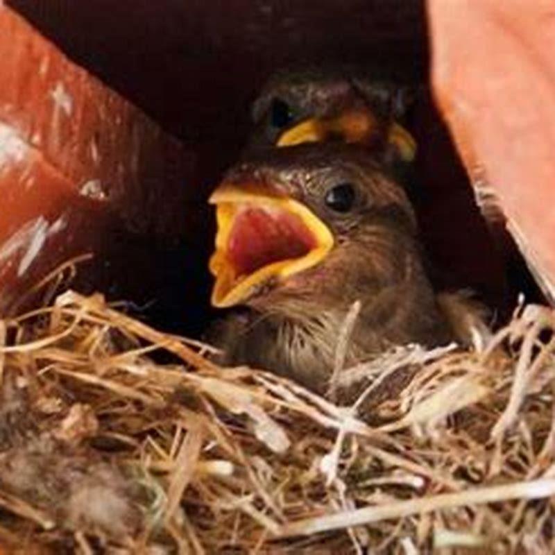 How do birds make their babies?