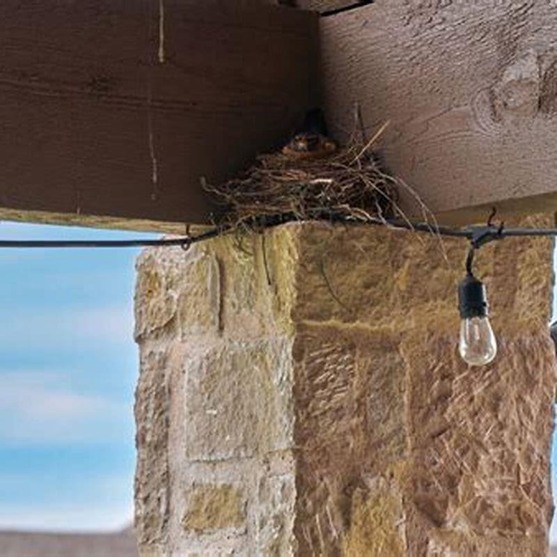 How do I keep birds off my porch rafters?