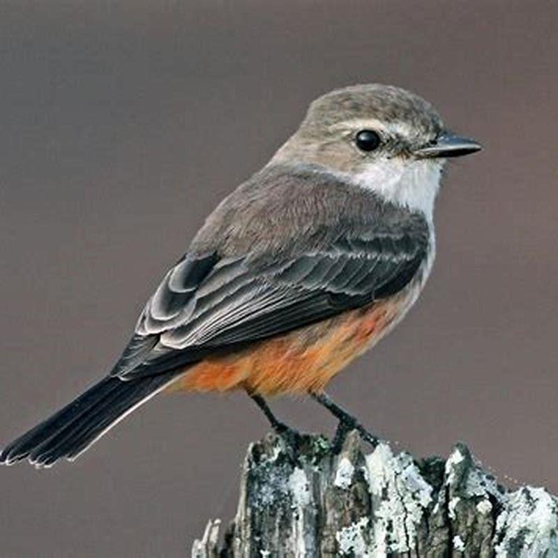 How do you attract vermilion flycatchers?