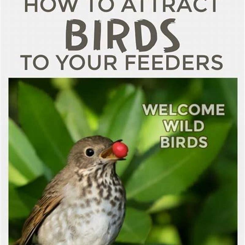 How do you encourage birds to use a feeder?