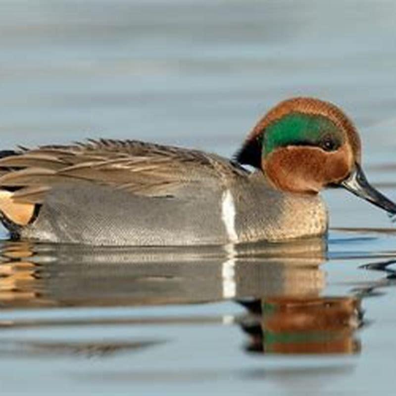 How do you identify green wing teal?
