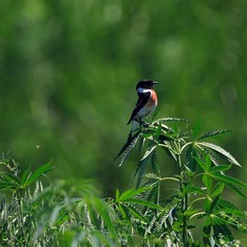 How do you keep birds away from birds?
