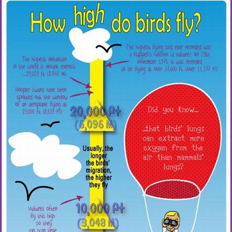 how-high-can-birds-diy-seattle