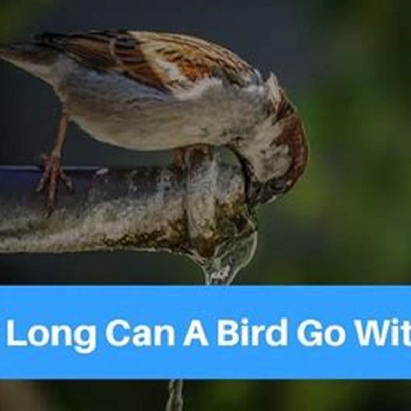 How long can birds go without food and water?