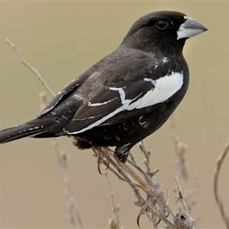 How long does a lark bunting live? - DIY Seattle