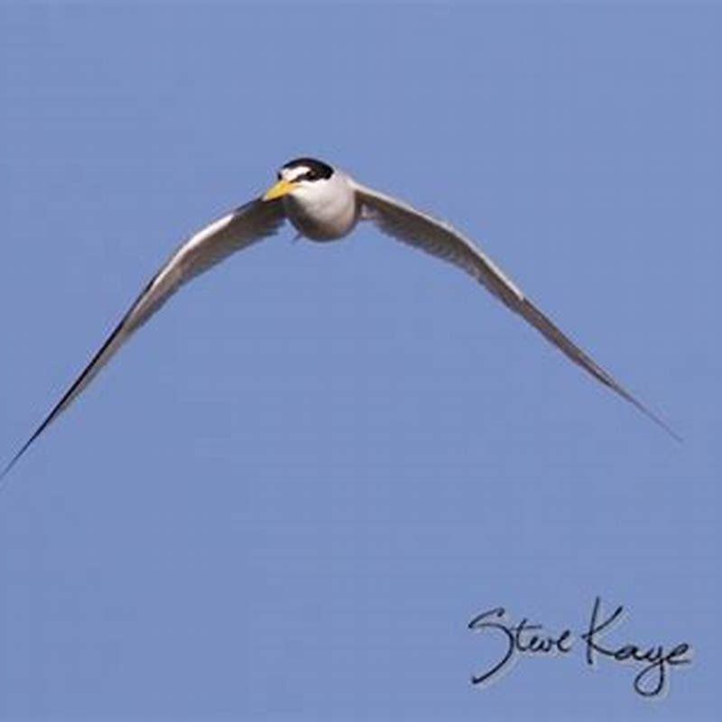 How long does a least tern live?