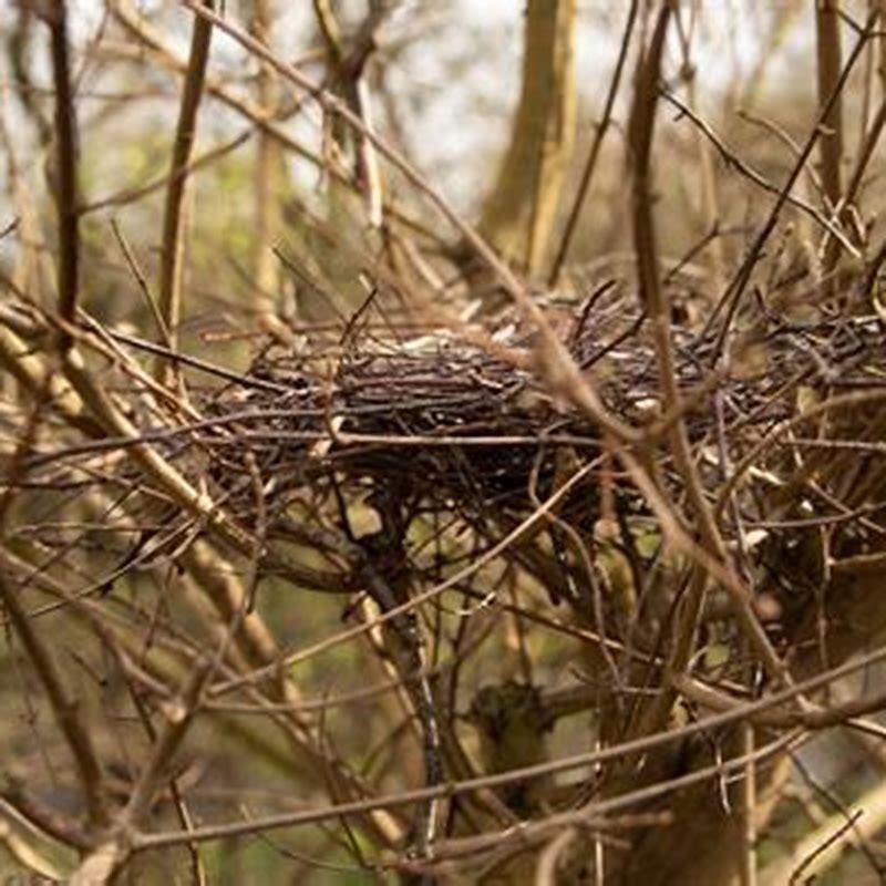How long does nesting last for birds?