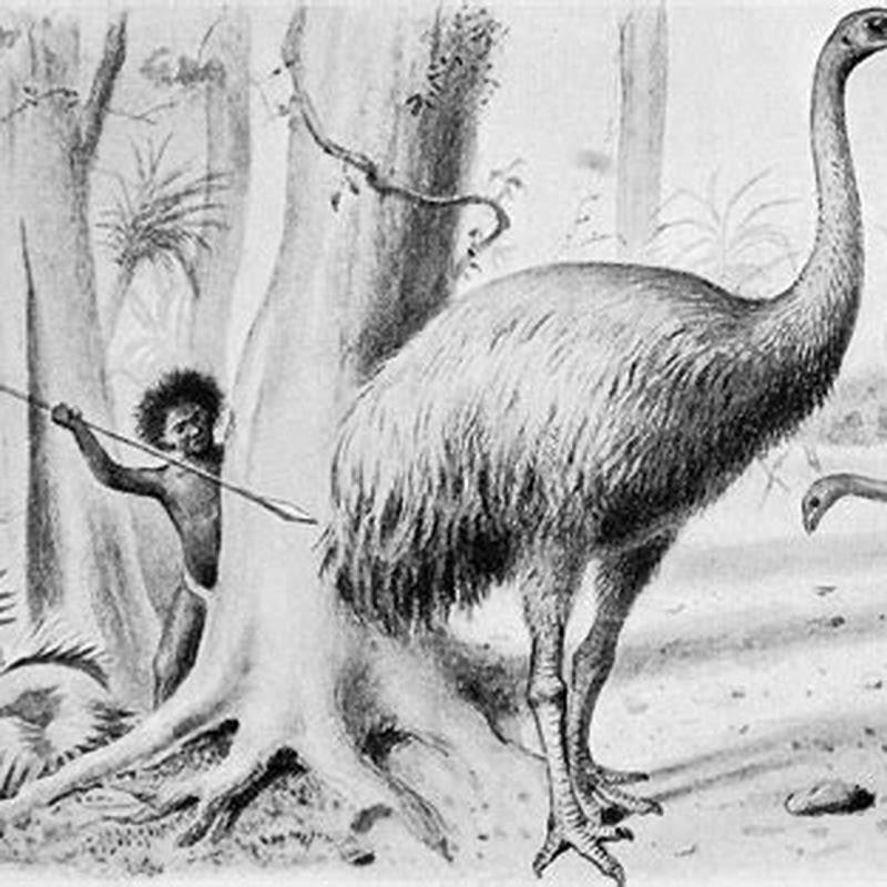How many flightless birds are there?