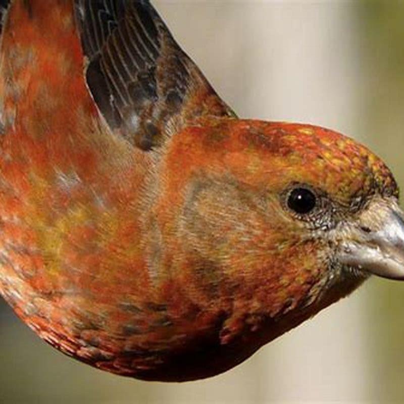 How Many Kinds Of Red Birds Are There DIY Seattle