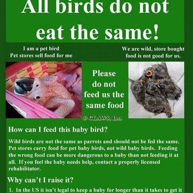How often do you have to feed baby birds?