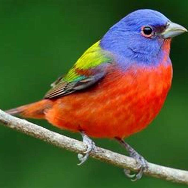 Is a bunting a songbird?