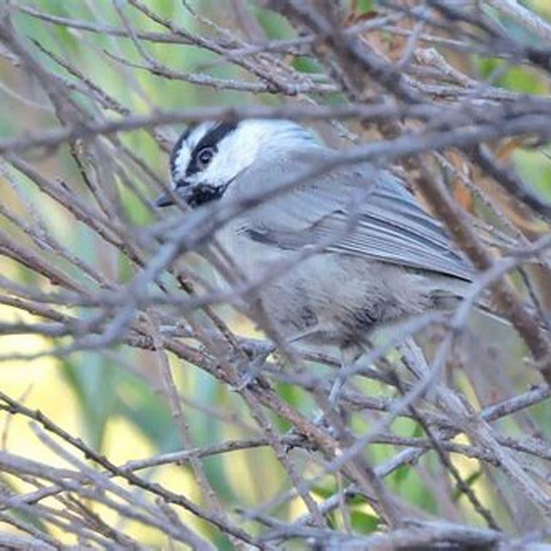 Is a Bushtit a titmouse?