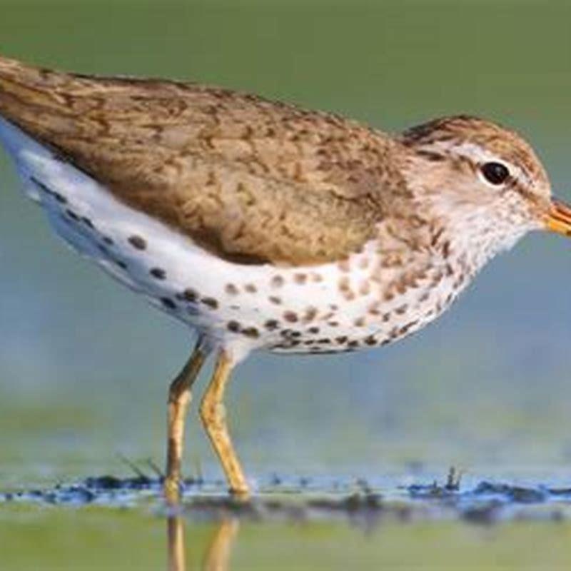 Is a sandpiper a herbivore?