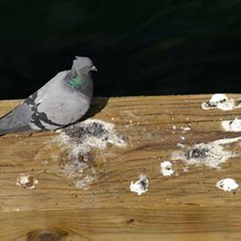 Is bird poop supposed to be white?