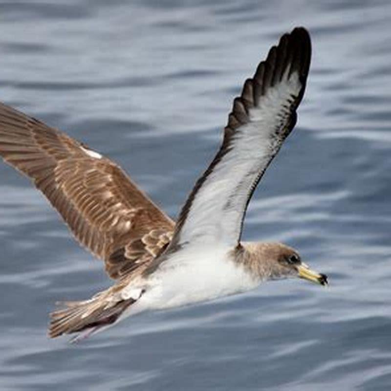 Is Shearwater a bird?